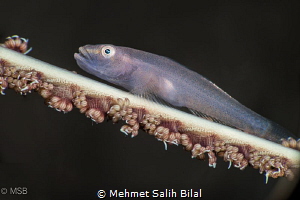 Wire coral Goby. by Mehmet Salih Bilal 
